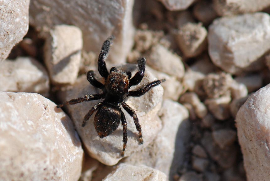 Evarcha arcuata